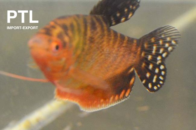 PTL69735  TRICHOGASTER TRICHOPT. RED INDIAN